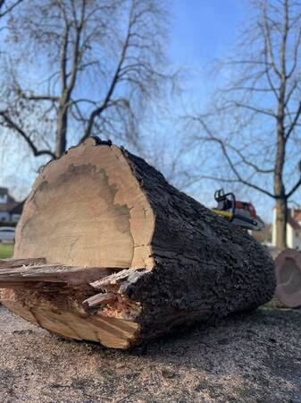 gefällter Baum im Querschnitt