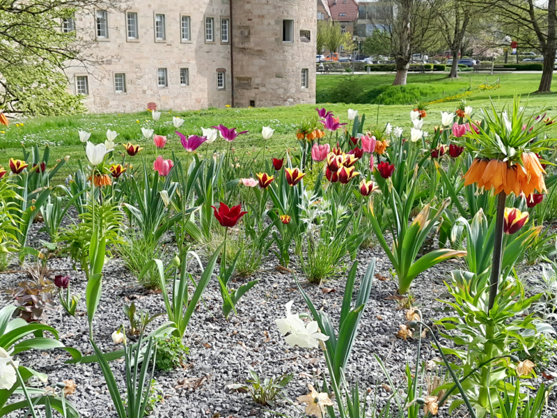 Blumen auf mineralischem Mulch gepflanzt