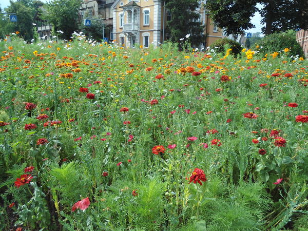 Blumenwiese am Mayer-Kreisel