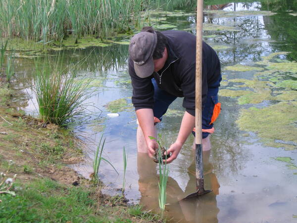 Mitarbeiter mit Pflanze in der Hand im See stehend