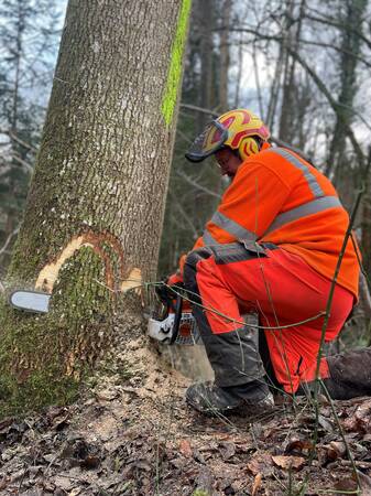 Sägearbeiten im Wald