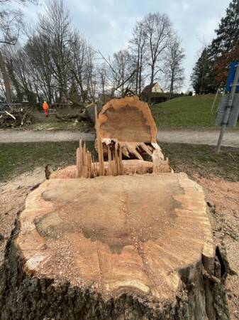 gefällter Baum Querschnitt